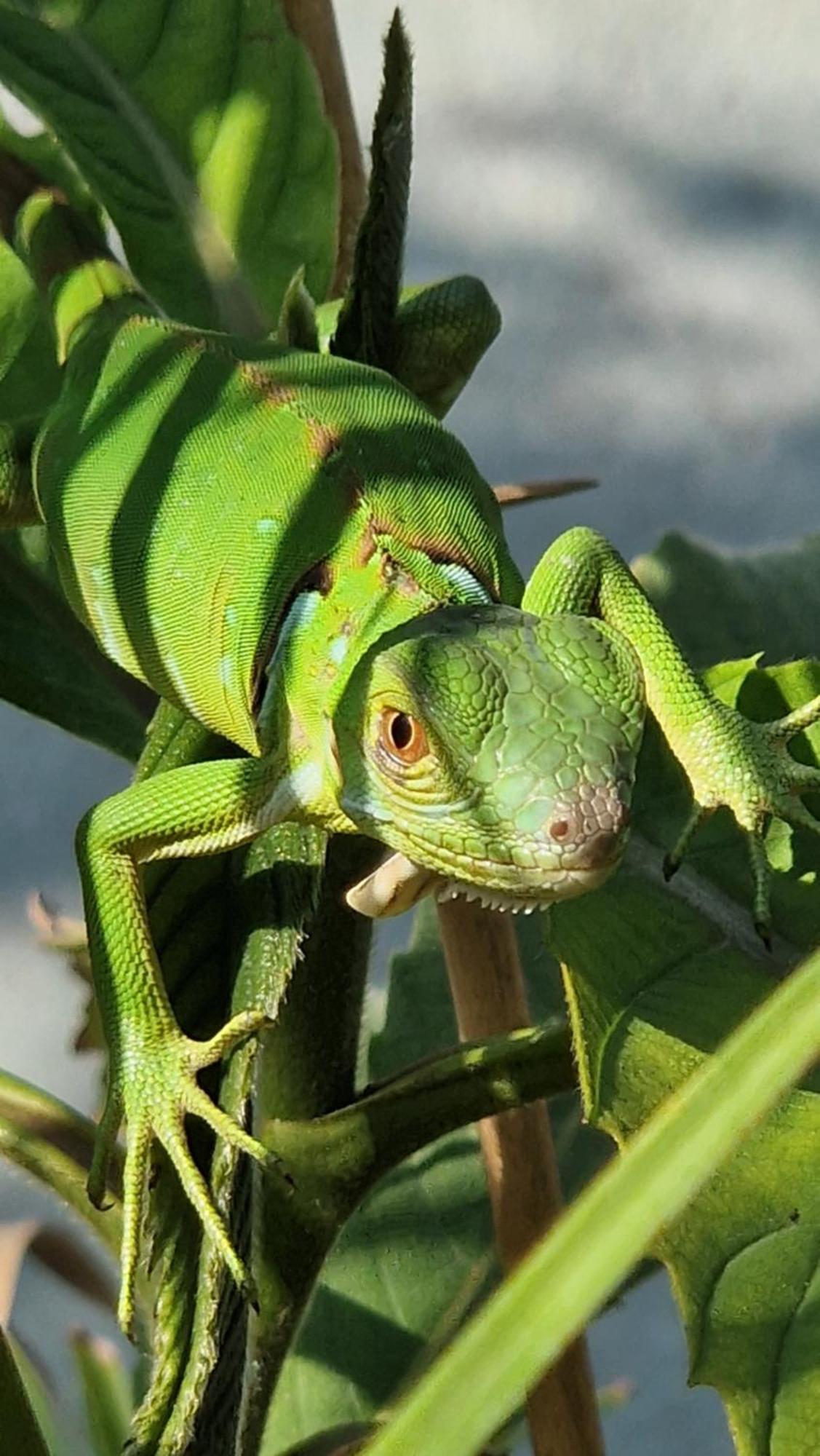 Villasjungle 1 Sámara Dış mekan fotoğraf